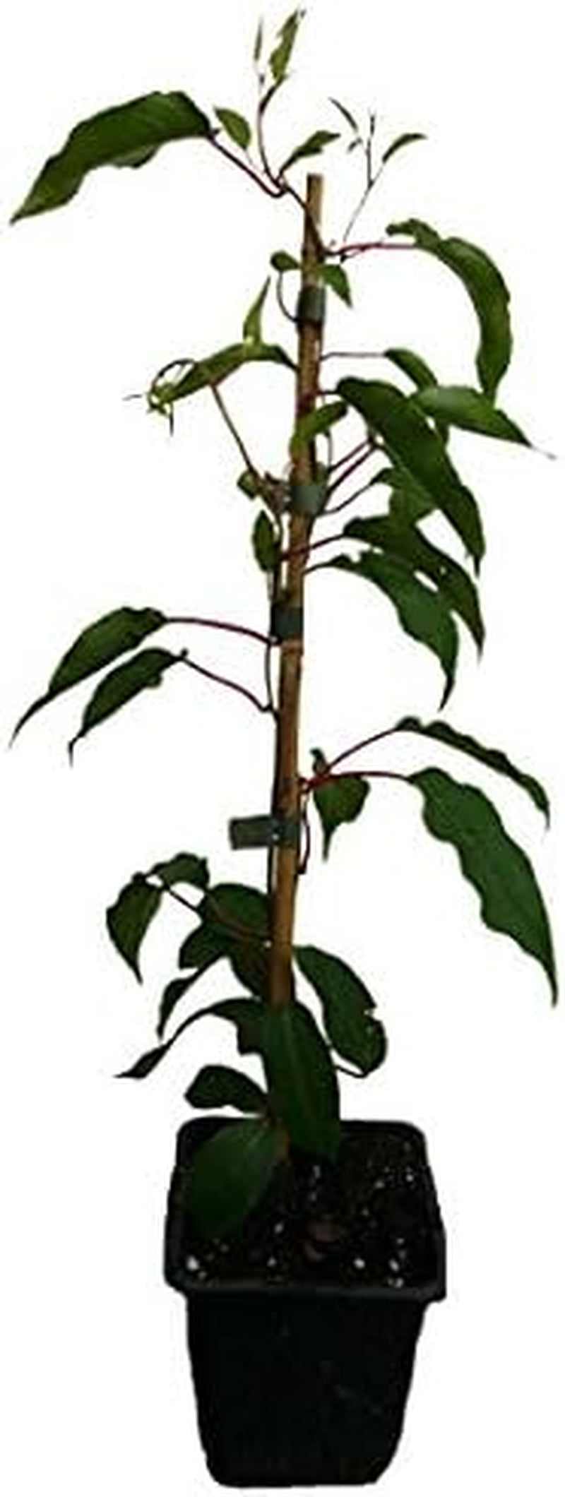 4 X Minikiwi Pflanzen Bayernkiwi - Kens Red - Traubenkiwi Actinidia Arguta Winterharte Kiwi