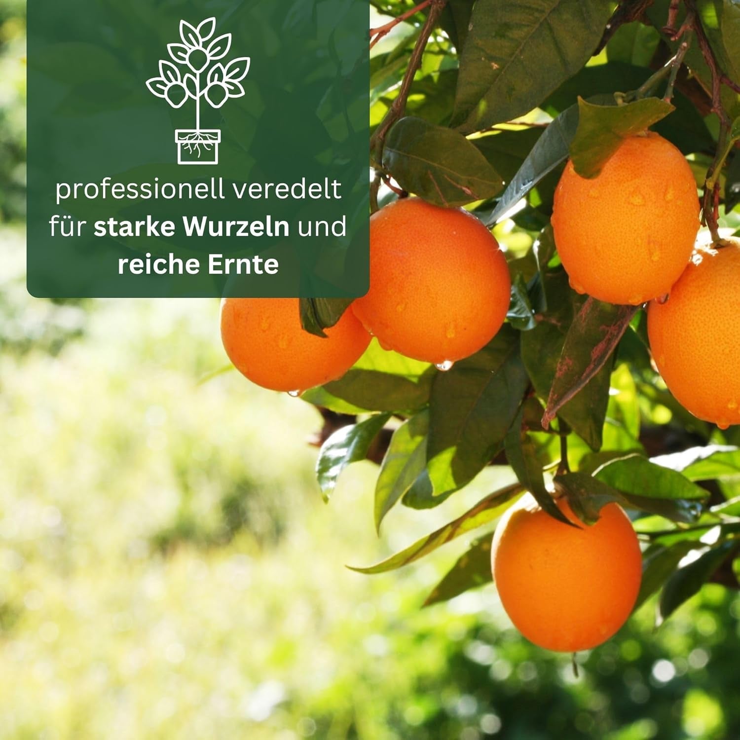 Pomeranč z My Oranjeria - pravý pomeranč - citrusová rostlina - Citrus sinensis - Pomeranč - roubovaný pomeranč pro zahradníky (Mezzo [M])