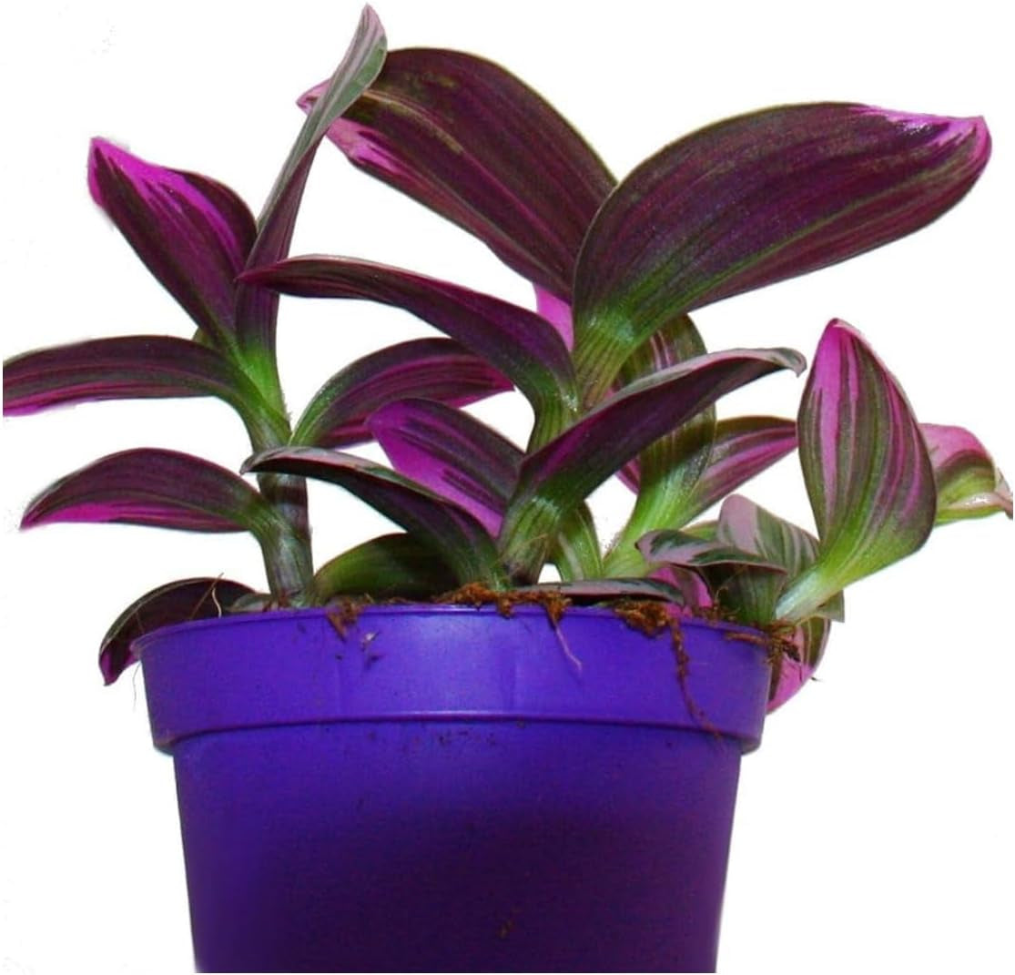 Tradescantia 'Nanouk' Pflegeleichte Zimmerpflanze Mit 9 Cm Topf, Rosa