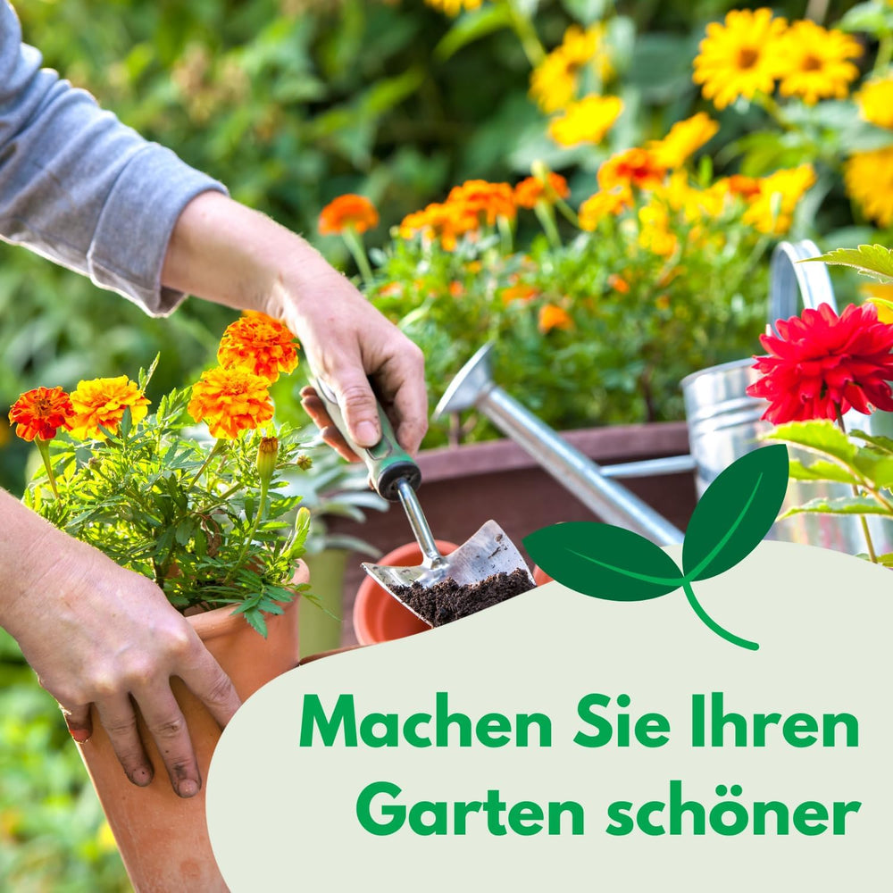 Cosmos Sensation Mix 1g semínek, Cosmos Mix Letní květiny, Zahradní rostliny Balkonové rostliny, Květinová semena