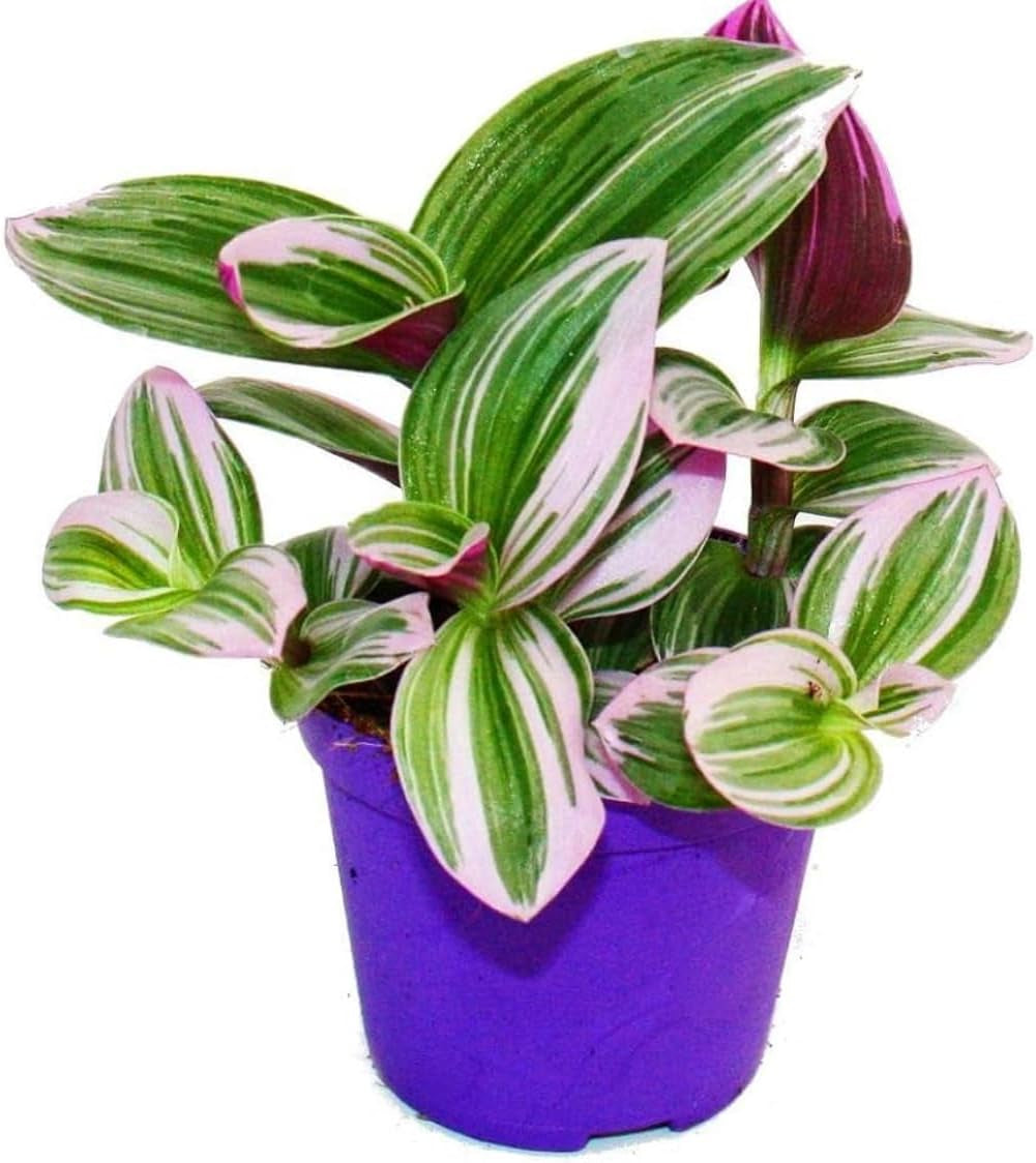 Tradescantia 'Nanouk' Pflegeleichte Zimmerpflanze Mit 9 Cm Topf, Rosa
