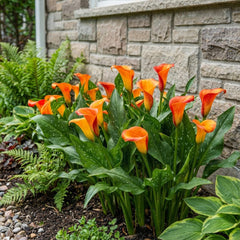 Calla Bulbs Hardy trvalka - Zantedeschia Orange Passion (oranžová) - 5 velkých květinových cibulí - Skutečné holandské rostliny - Pro zahradu a květináče (ne semena, ne umělé)