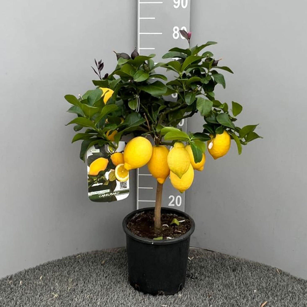 SAVINI VIVAI Zitronenpflanze, Zitrusbaum, Johannisbrotbaum, Zitronensetzling Im 20 Cm Topf, Höhe 70 Cm, 2-3 Jahre Veredelung, Hergestellt in Italien