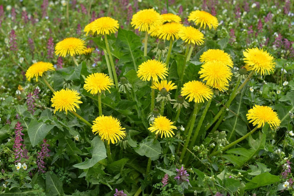 SAFLAX - BIO - Pampeliška - 400 semen - Taraxacum officinale