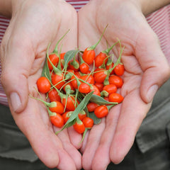 Goji Beeren, Bodendecker Gartenkräuter Wolfsbeeren, Lycium Chinense, Nachhaltige Geschenke Geschenke Für Gärtner Exotische Seltene Bio 100Samen