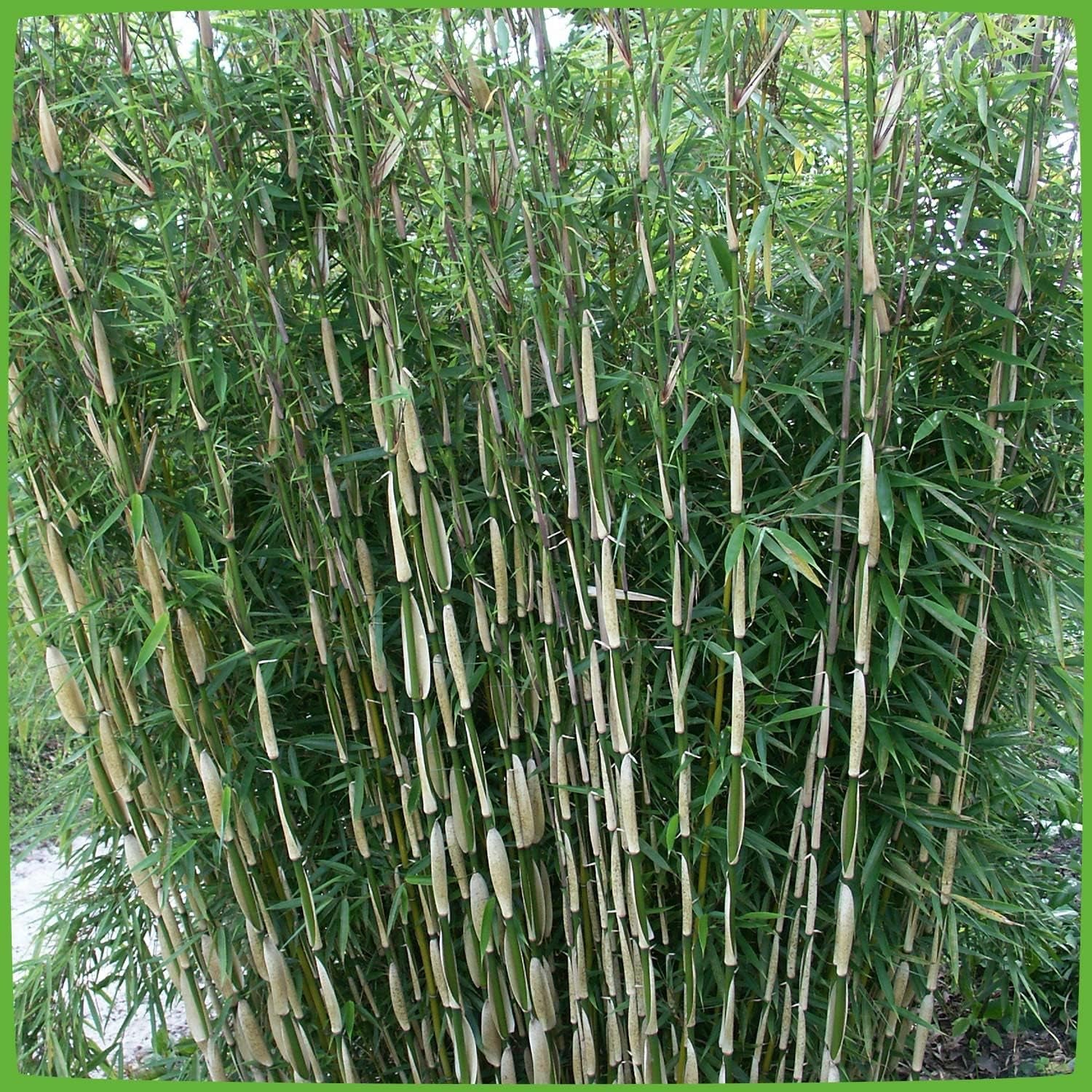 Horstbildender Bambus "Pingwu" (Fargesia Robusta) - Winterharte Bambus-Pflanze Ohne Ausläufer Von Garten Schlüter