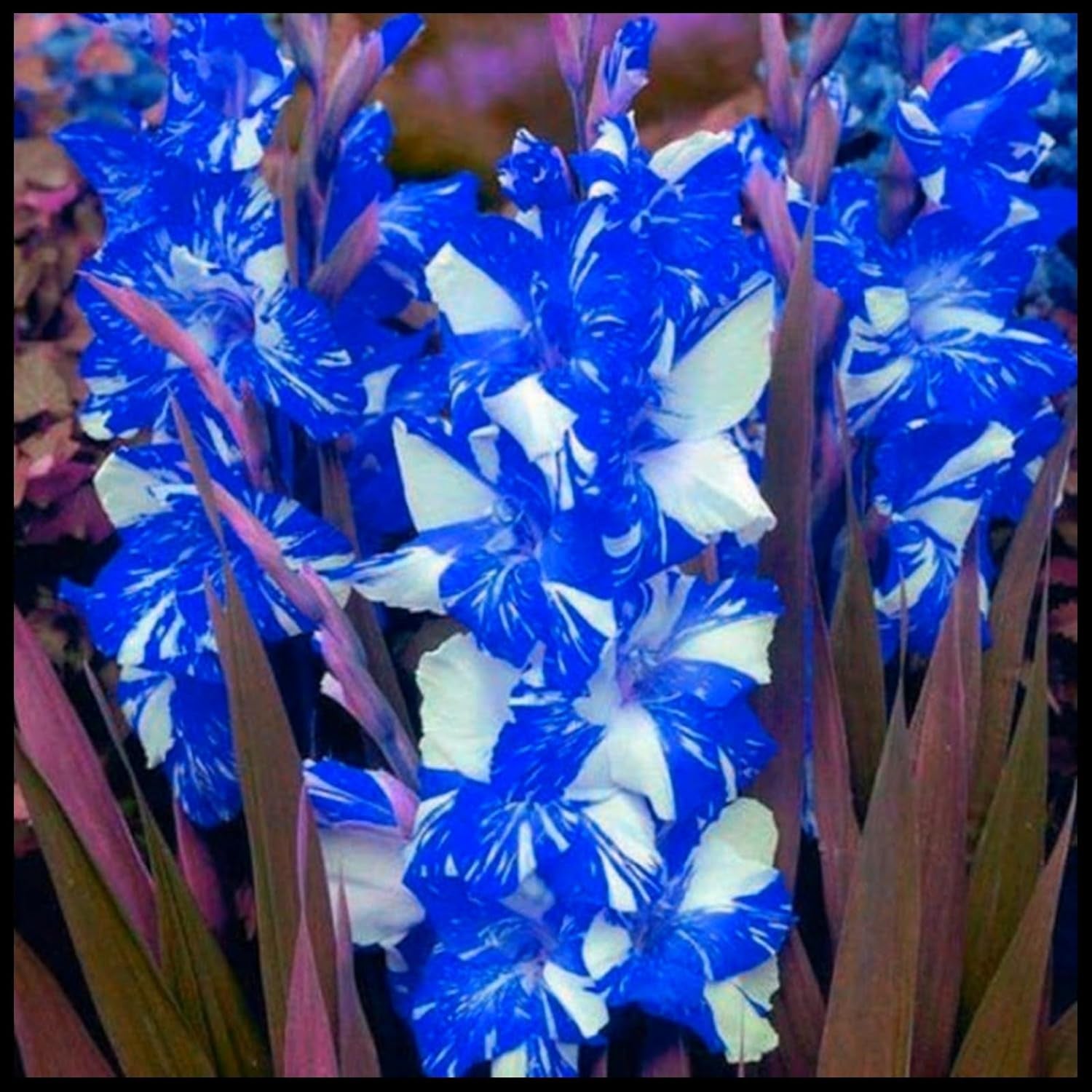 Směs cibulovin, mysteriózní kouzelná cibulka, mrazuvzdorná výsadba, mrazuvzdorná trvalka, mrazuvzdorné cibuloviny – 3 cibule orchidejí