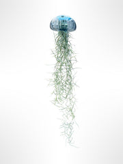 Tillandsien Pflanze - Luftpflanze Echt - Air Plants - Tilldandsia - 1 X Quallenpflanze Mit Seeigel Aus Blauem Glas - Bromeliengewächs - Spanisches Moos - Luftpflanzen Halterung - Trendyairplants