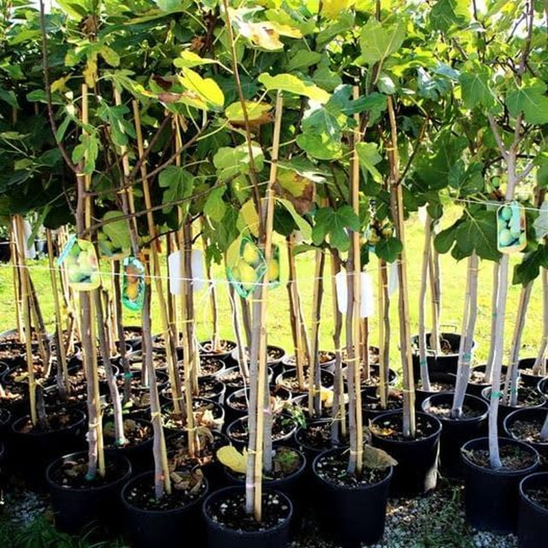 Feigenbaum Lange Von Portugal – Obstpflanze Topf Ø 26 Cm, Max. Wuchshöhe 180 Cm – Alter: 4 Jahre - Italienische Baumschule