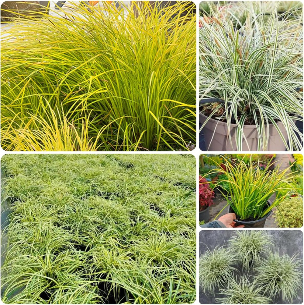 Carex Oshimensis Evergold Grünpflanzen Bodendecker Schattenpflanzen Garten Immergrüne Sträucher Winterhart Steingartenpflanzen Herbst Deko Sträucher Für Den Garten Gartenpflanzen Für 300Samen