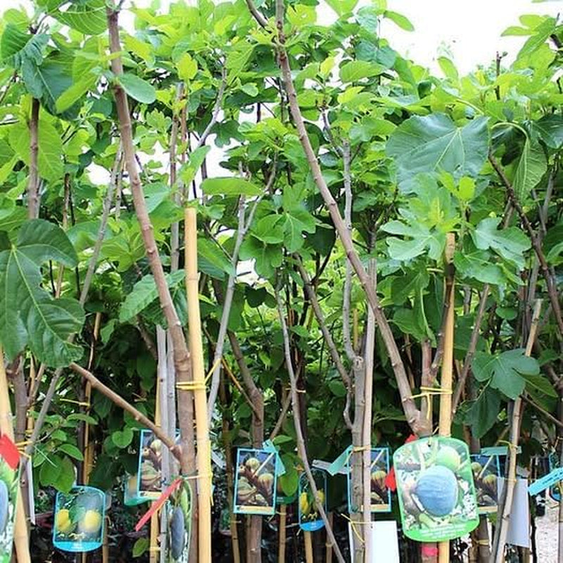 Feigenbaum Colummaro Weiß – Obstpflanze Alte Sorte Topf Ø 26 Cm, Max. Wuchshöhe 180 Cm – Alter: 4 Jahre - Italienische Baumschule