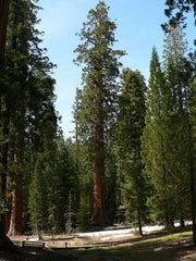 Mammutbaum - Bergmammutbaum - Größter Baum Der Welt - Sequoiadendron Giganteum - 50 Samen -