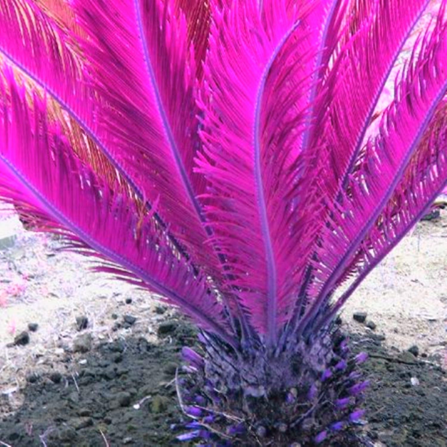 Směs cibulovin, mysteriózní kouzelná cibulka, mrazuvzdorná výsadba, mrazuvzdorná trvalka, mrazuvzdorné cibuloviny – 3 cibule orchidejí