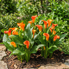 Calla Bulbs Hardy trvalka - Zantedeschia Orange Passion (oranžová) - 5 velkých květinových cibulí - Skutečné holandské rostliny - Pro zahradu a květináče (ne semena, ne umělé)