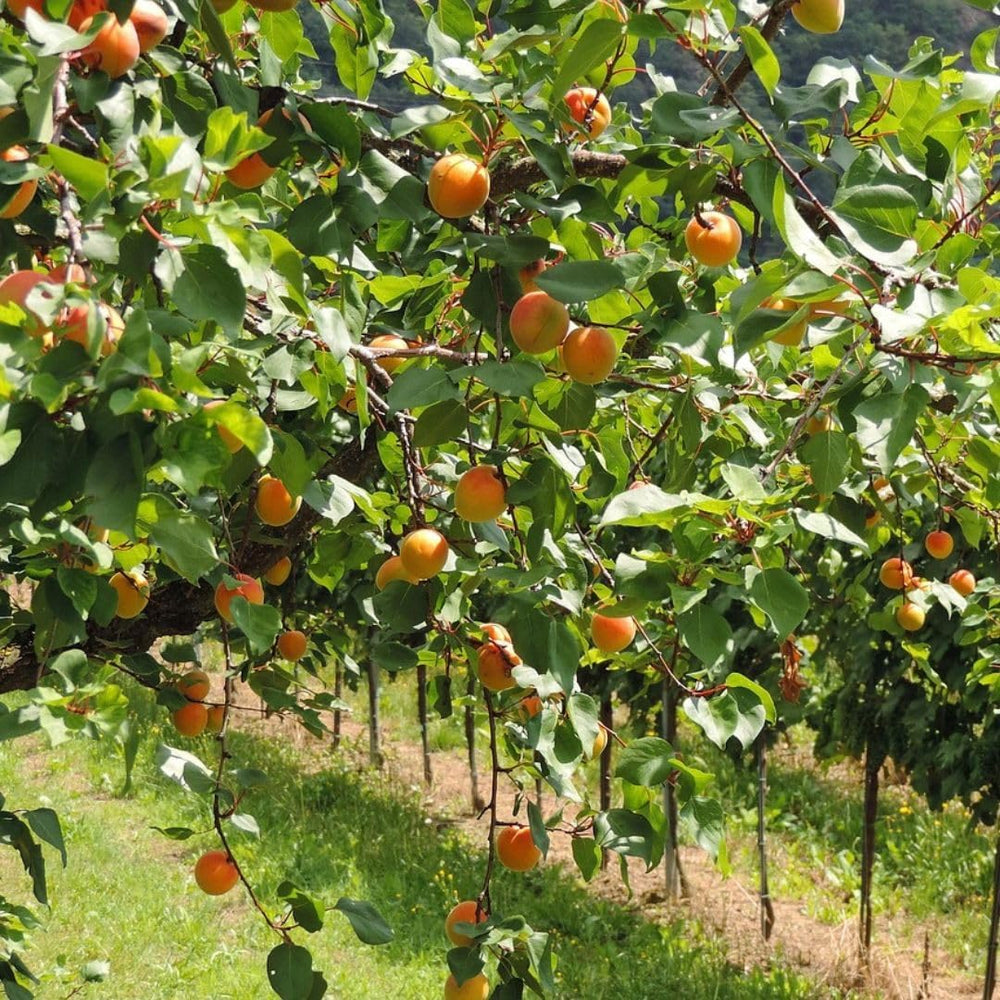 Aprikosenbaum Paviot Obstbaum Im Topf 26 Cm Höhe Ca. 180 Cm – Alter 4 Jahre - Italienische Gärtnerei