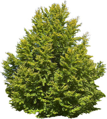 Rotbuche (Fagus Sylvatica) 10 Große Samen (Heimischer Baum - Winterhart)
