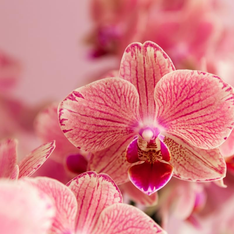 Kolibri Orchids | Orange Rosa Phalaenopsis Orchidee - Jewel Pirate Picotee - Topfgröße Ø12Cm Blühende Zimmerpflanze - Frisch Vom Züchter