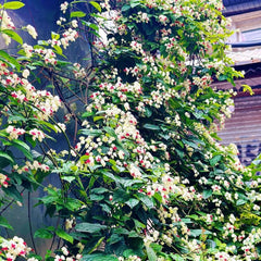 Clerodendrum Thomsonaesamen, Garten Mehrjährig Winterhart Stauden 250Pcs