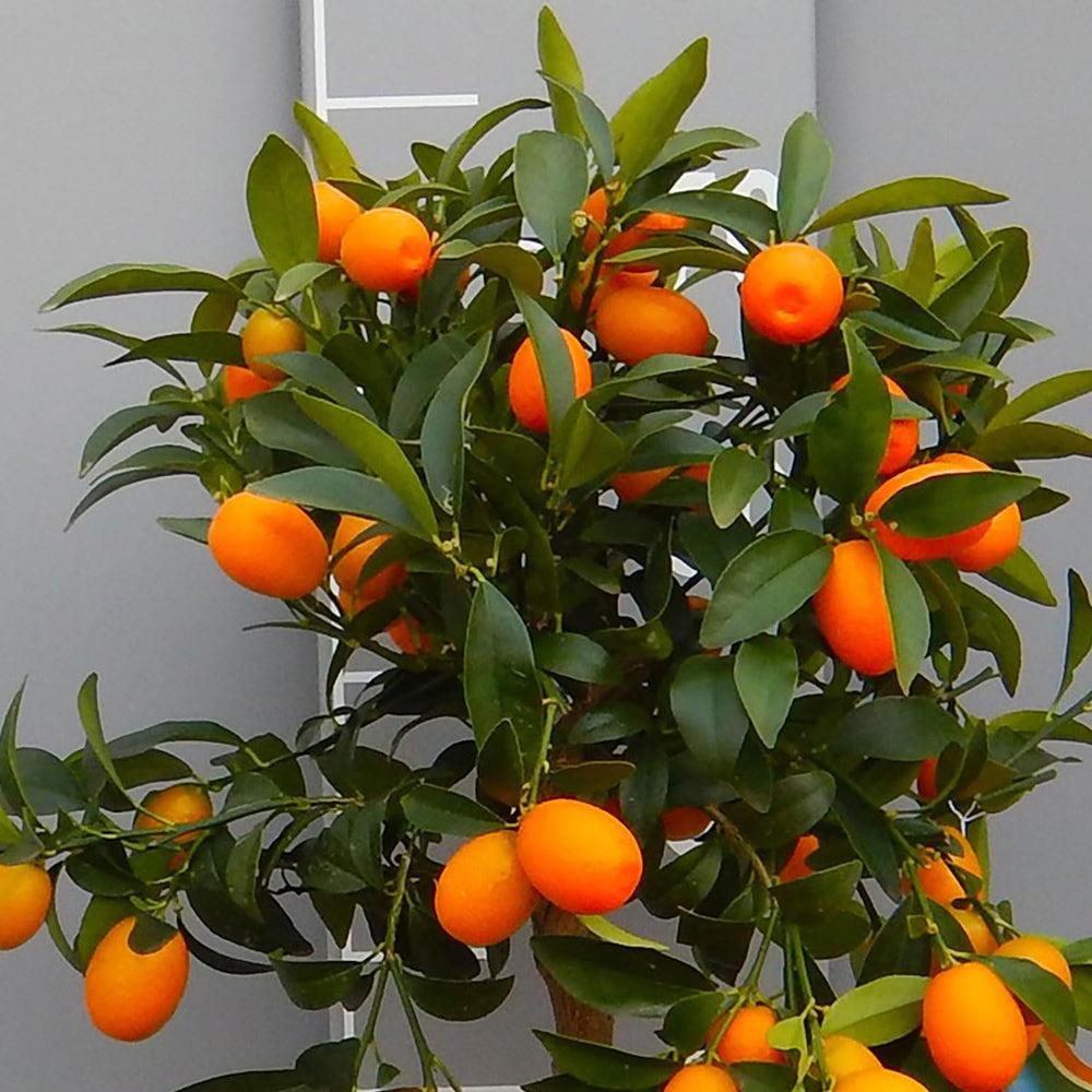 SAVINI VIVAI Kumquat-Pflanze, Chinesischer Mandarin-Kumquat-Zitrusbaum Im 20 Cm Topf, Höhe 70 Cm, 2-3 Jahre Veredelung, Hergestellt in Italien