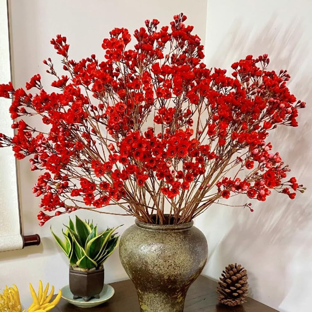 Chamelaucium Uncinatum - Winterharte Kübelpflanzen Luftreinigende Zimmerpflanzen Bonsaibaum Kletterpflanzen Blumensamen Gastgeschenk Hecken Sträucher Winterhart Blühend Schnell 25Samen