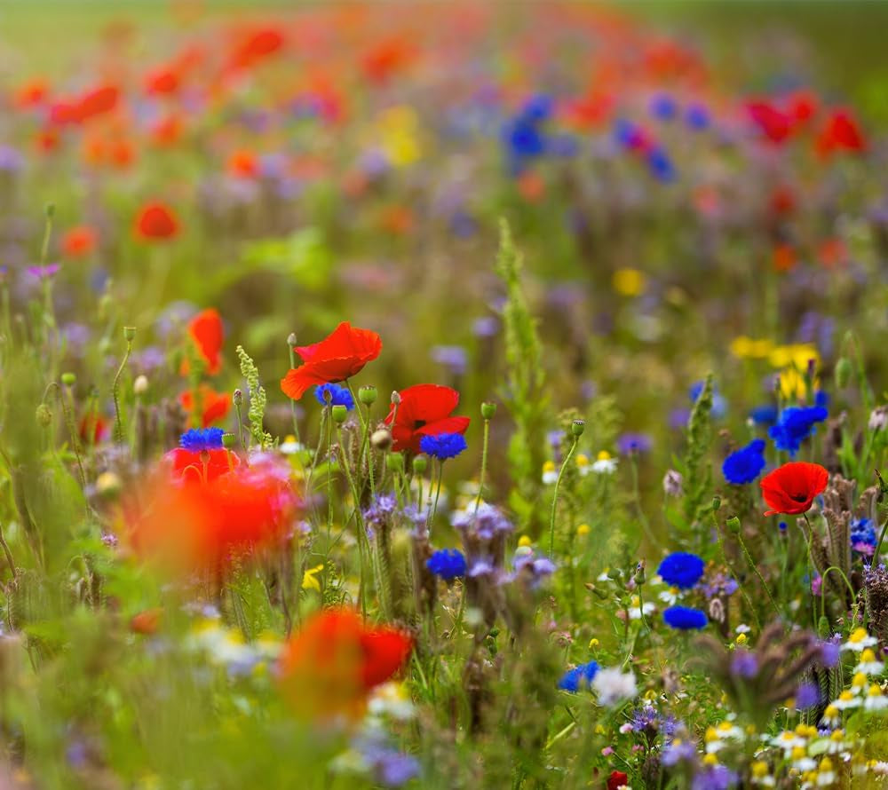 Flowerpower | Blumenmischung Mehrjährig Winterhart | Wildblumensamen Für Eine Blütenreiche Blumenwiese | Bienenfreundliche Blumensamen Für Garten & Balkon | 250G Für 65 M²