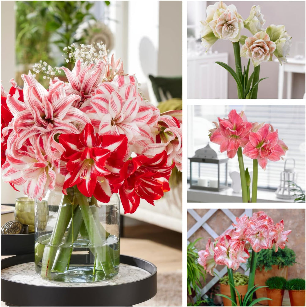 Cibule Amaryllis, dvojitá kolekce (3 velké cibulky 26/30), odolné cibulky Hippeastrum, ideální do interiéru a květináčů, exkluzivní rostliny z Nizozemska (bez semen, bez vosku)