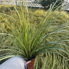 Carex Oshimensis Winterharte Ziergräser Für Kübel Seltene Outdoor Ziergräser Winterharte Kübelpflanzen Sträucher Für Den Garten Sichtschutz Winterfeste Gartenpflanzen Für Draußen 500Samen