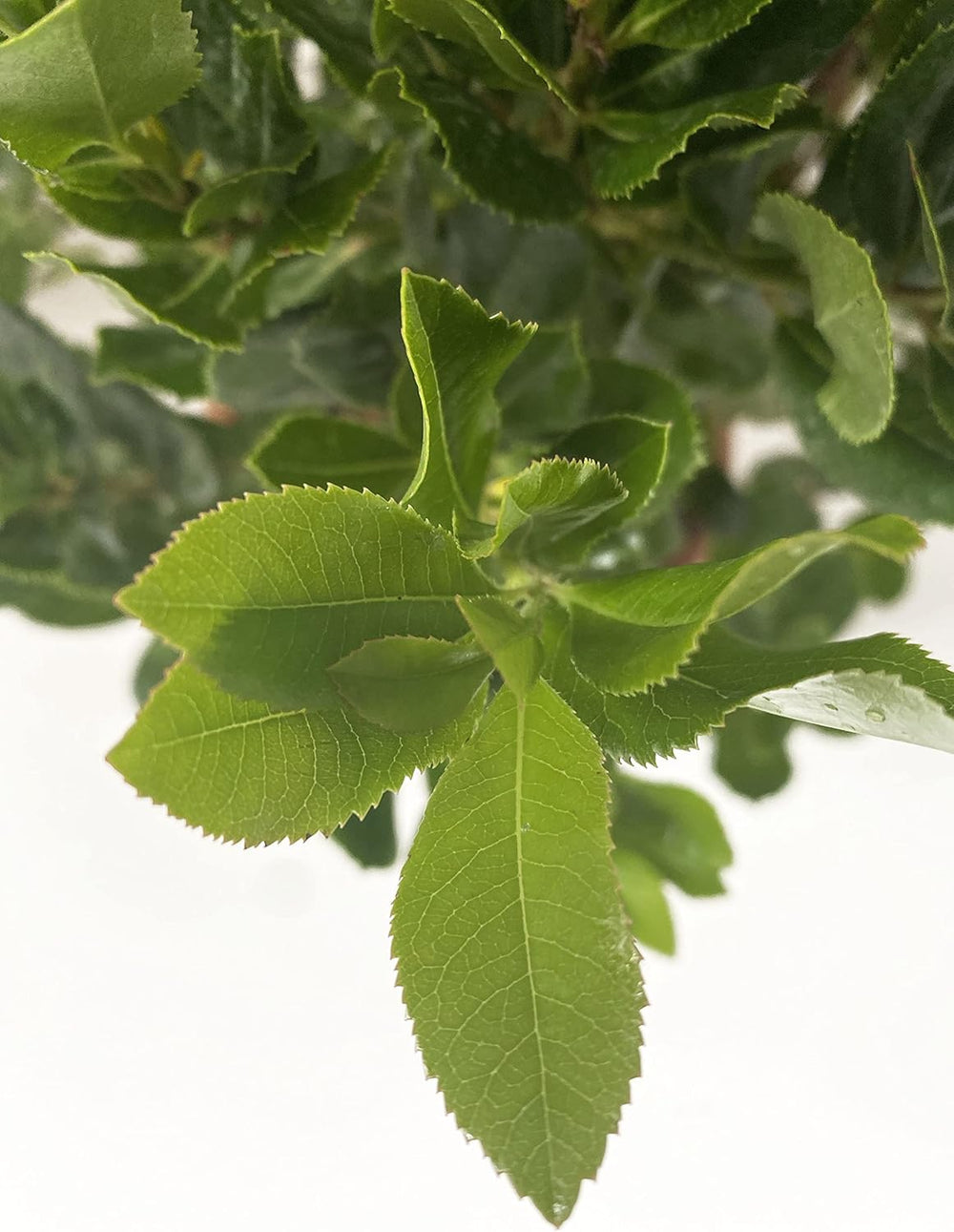 KENTIS - Jahody (Arbutus unedo) – Odolné rostliny do zahrady – Stálezelená, pravá rostlina – Výška 80-100 cm, Ø květináče 24 cm