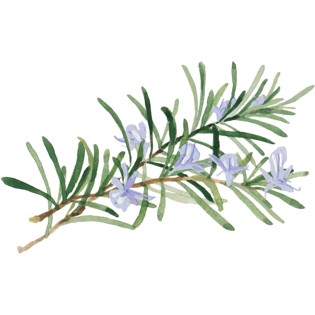 WELEDA Bio Skin, Cremă pentru îngrijirea pielii foarte uscate, 75 ml Duș și baie Naty Shop