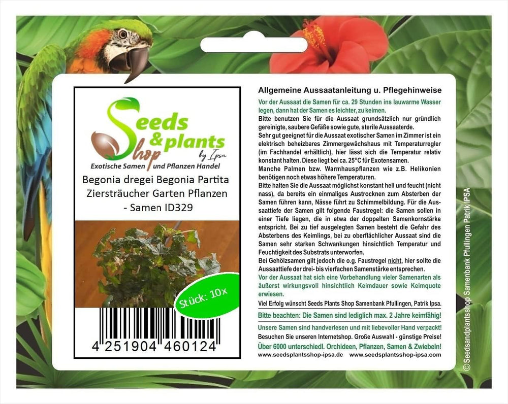 Stk - 10X Begonia Dregei Begonia Partita Ziersträucher Garten Pflanzen - Samen ID329 -