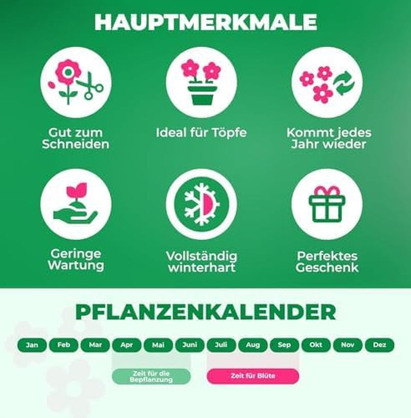 Calla Bulbs Hardy trvalka - Zantedeschia Orange Passion (oranžová) - 5 velkých květinových cibulí - Skutečné holandské rostliny - Pro zahradu a květináče (ne semena, ne umělé)