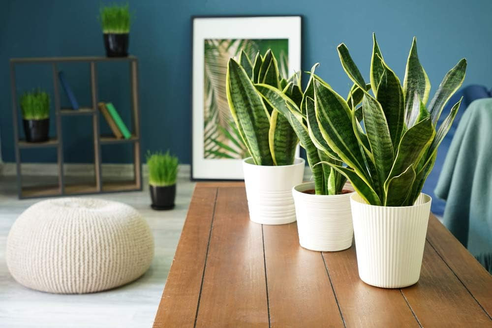 Bloomique - Sansevieria Superba - Bogenhanf - Sukkulenten - Zimmerpflanzen - Sehr Pflegeleicht - Höhe 20-30 Cm - Topf 9 Cm