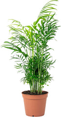 Bergpalme - Pflegeleichte Zimmerpflanze, Chamaedorea Elegans - Höhe Ca. 55 Cm, Topf-Ø 17 Cm