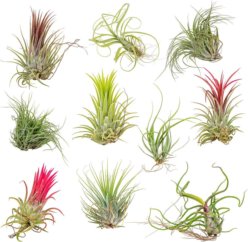Bloomique - 5Er Mix - Tillandsia - Tillandsien - Luftpflanzen Echt - Sehr Pflegeleicht - Höhe 5-15 Cm