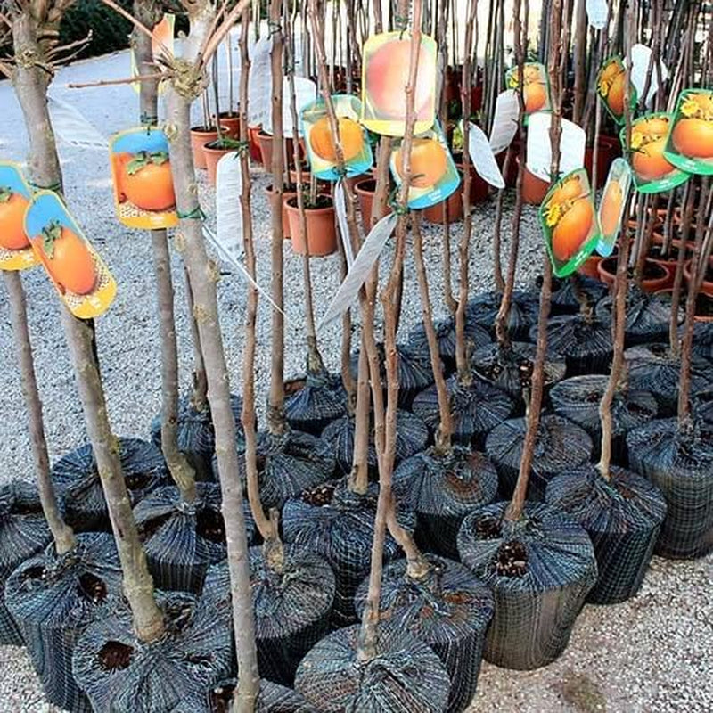 Kakibaum — Vainiglia Vaniglia — Obstpflanze Im Topf Ø 24-26 Cm — Max. Höhe 170-180 — 4 Jahre Alt
