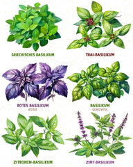 Bio semínka bazalky v sadě 6 - 6 semínek bazalky pro snadné pěstování na zahradě, na balkóně nebo na vyvýšeném záhonu - Semena rostlin - Sazenice