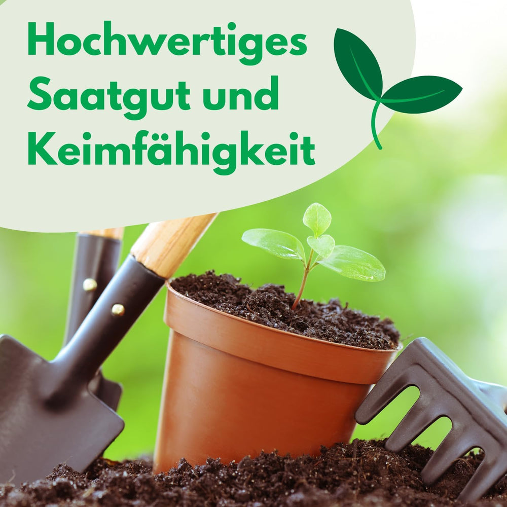 Cosmos Sensation Mix 1g semínek, Cosmos Mix Letní květiny, Zahradní rostliny Balkonové rostliny, Květinová semena