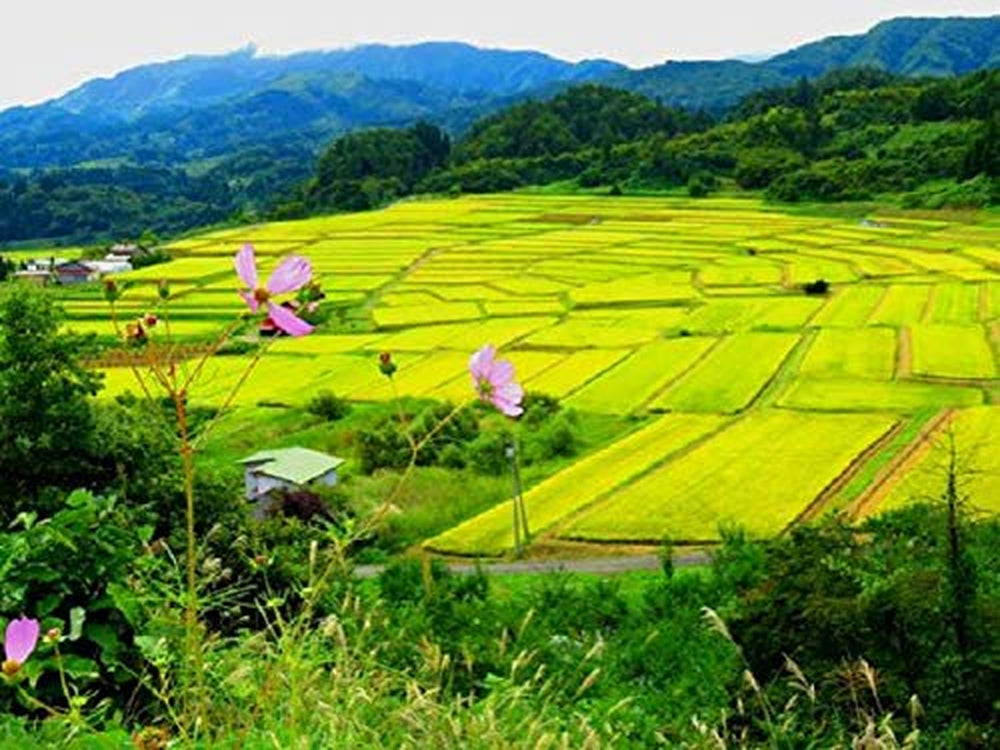 AKAFUJI Sushi Rýže, Akitakomachi, 5000 g