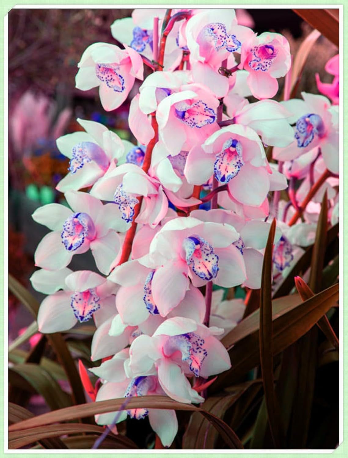 Směs cibulovin, mysteriózní kouzelná cibulka, mrazuvzdorná výsadba, mrazuvzdorná trvalka, mrazuvzdorné cibuloviny – 3 cibule orchidejí