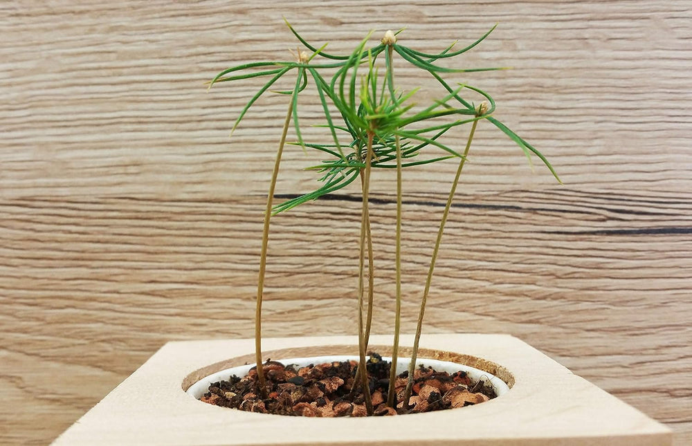 Feel Green Ecocube Weihnachtsbaum/Xmas Tree, Nachhaltige Geschenkidee (100% Eco Friendly), Grow Your Own/Anzuchtset, Pflanzen Im Holzwürfel, Made in Austria