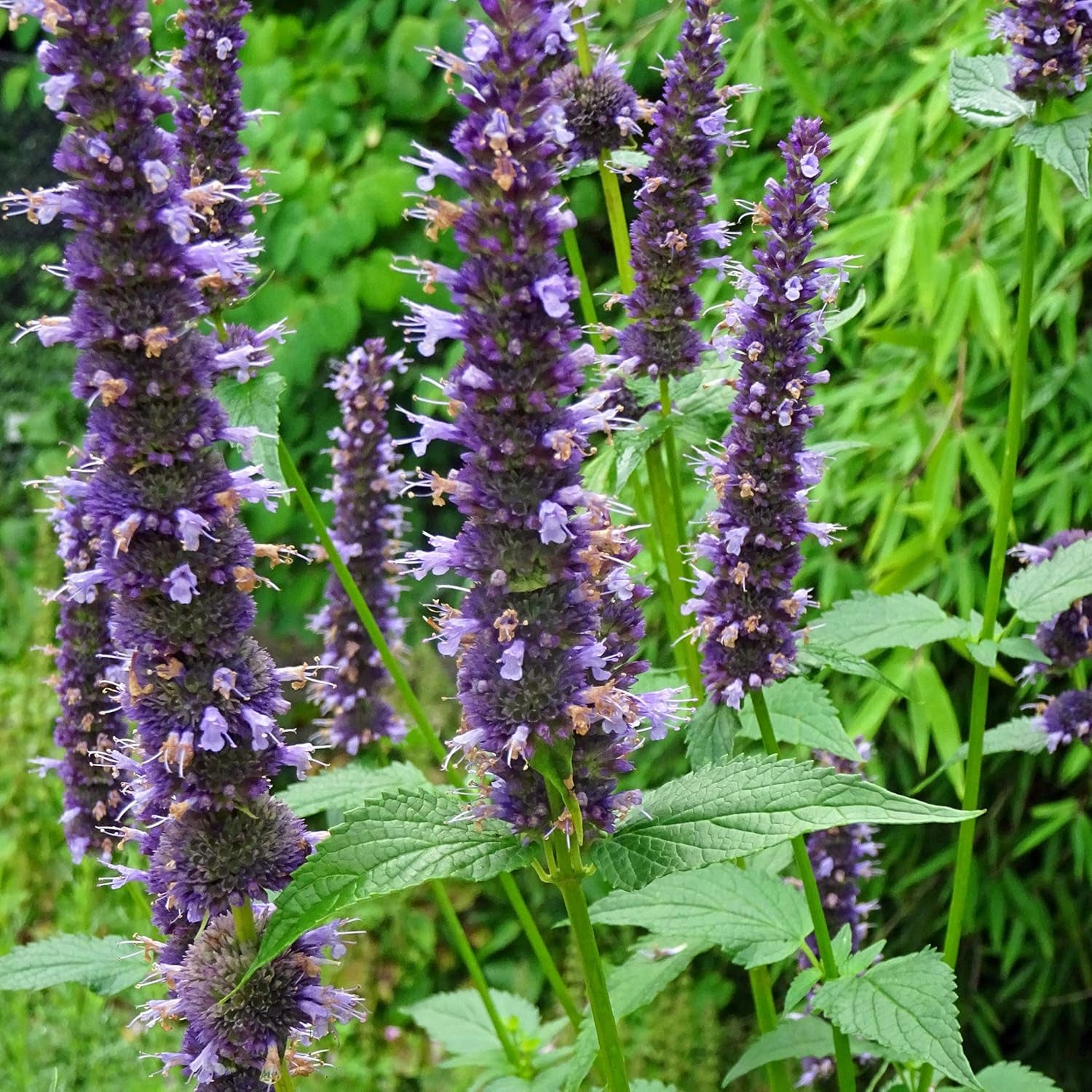 Vonné rostliny - Sasenset mit 6 prachtvoll duftenden Blühpflanzen