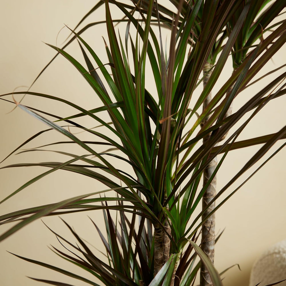 Bloomique - Dracaena Marginata - Drachenbaum - Zimmerpflanzen Groß - Pflegeleicht - Luftreinigend - Höhe 90-110 Cm - Topf 21 Cm