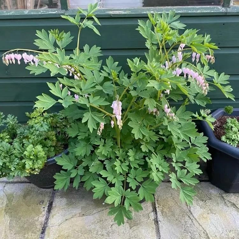 Tränendes Herz Frühlingsblume Winterharte Kübelpflanzen Dicentra Spectabilis Topfpflanzen Schnell Wachsende Sträucher Minigarten Bio Balkon Blumendeko Zimmerbonsai Grünpflanzen 40Samen