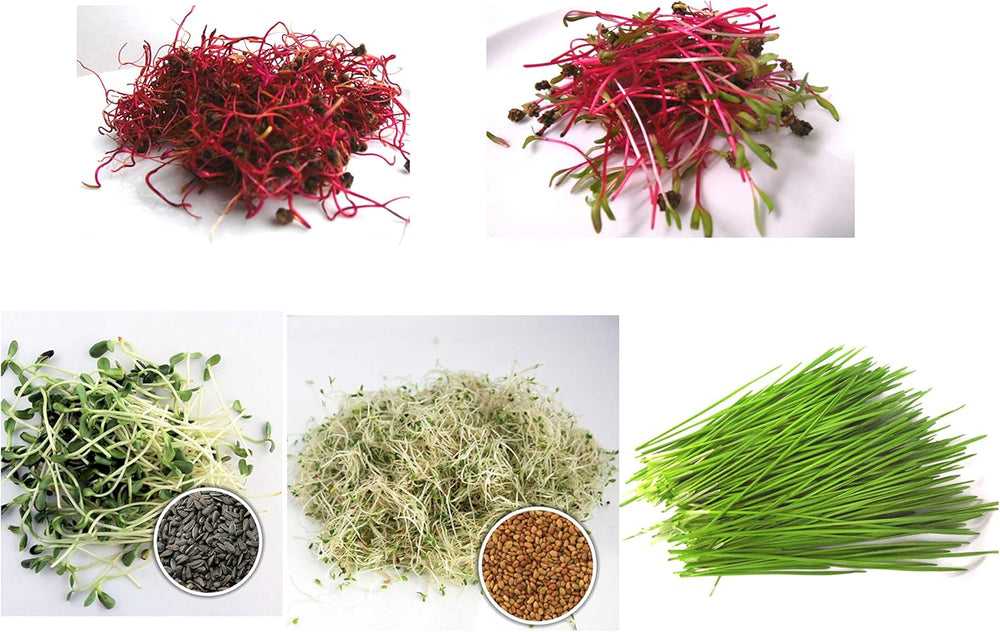 500 G BIO Keimsprossen Mischung -Vitamin Cocktail MIX- Keimsaat 5 X 100 G Samen Für Die Sprossenanzucht Rote Rüben, Mangold, Sonnenblumen, Alfalfa, Weizen Sprossen Microgreen Mikrogrün