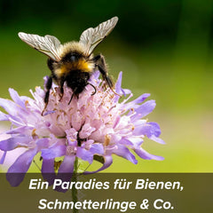 Semena květin v ochranném jílovém obalu pro včely a motýly, 400g. Vytrvalé a zimovzdorné rostliny vytvářející kvetoucí krajinu o ploše 20 m². Krásná semínka divokých květin pro barevnou včelí pastvu. Dárek pro děti.