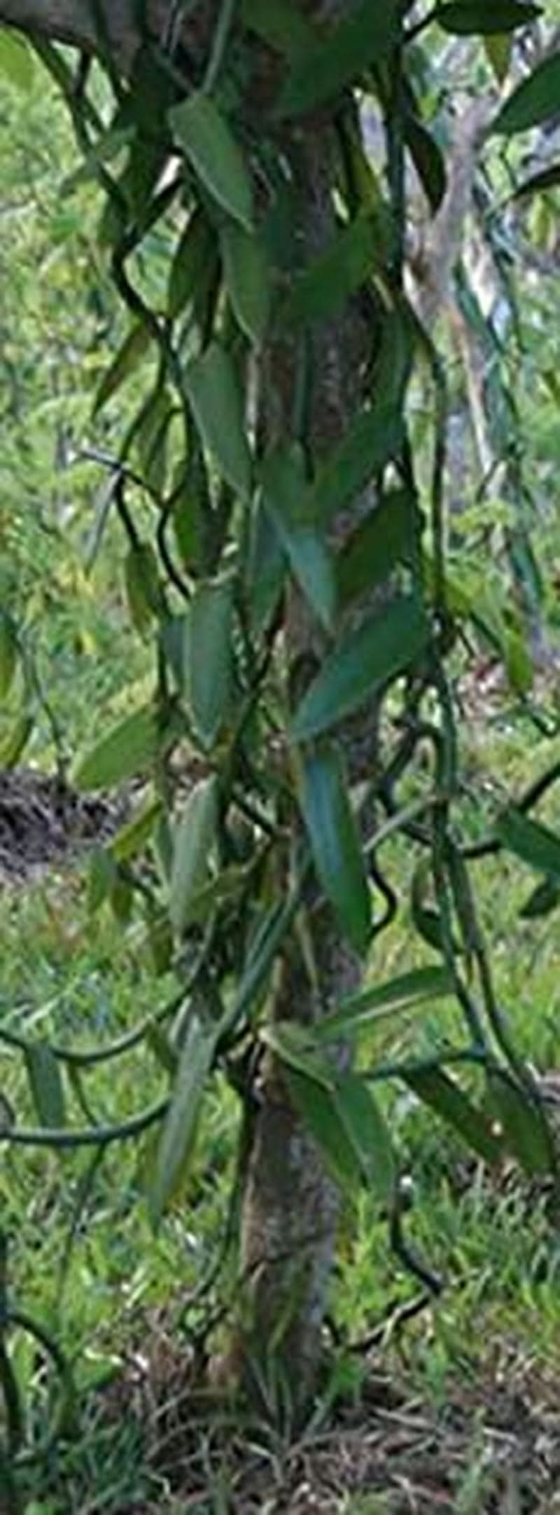 Vanilkový prášek 50 G, mletý vanilkový prášek 100% čisté Aromas Naty Shop