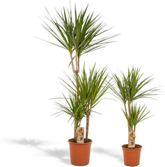 Dracaena Marginata Groß