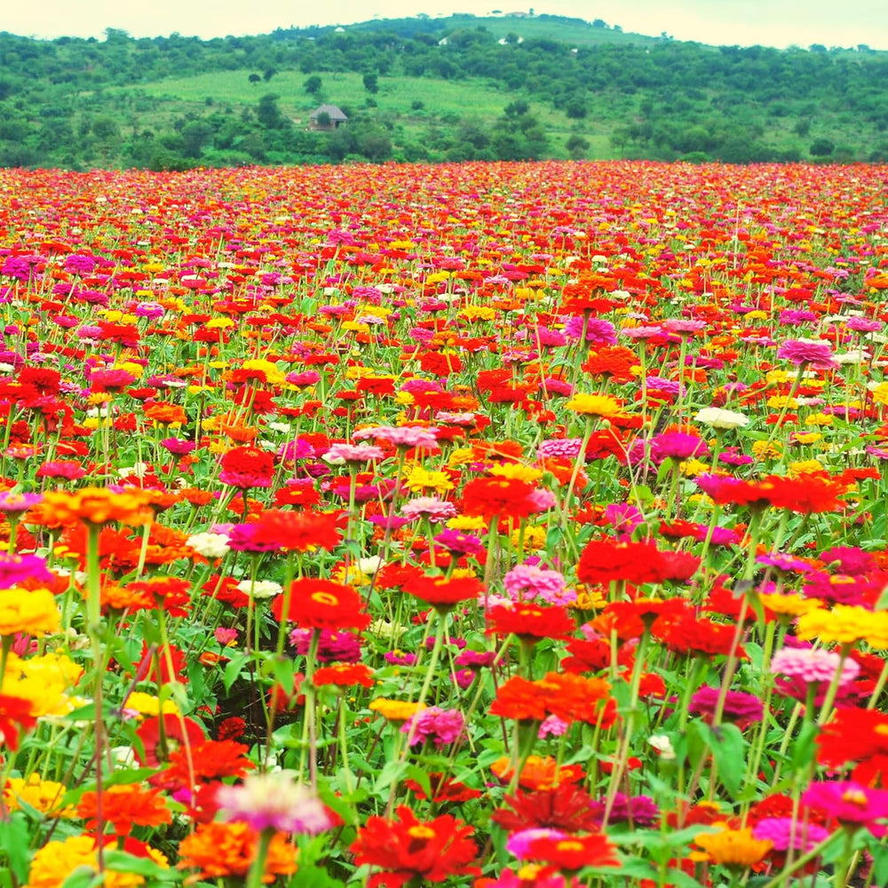 Směs semen cínie (Zinnia) - Barevné letní květiny na zahradní záhon, balkon, terasu i jako řezané květiny do váz