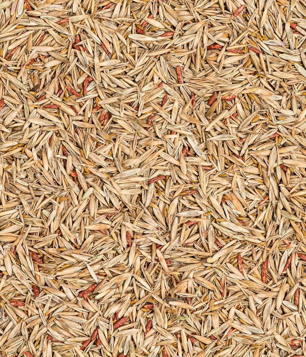 Dehner Saatgut Schattenrasen, Hochwertige Rasensamen Schnell Keimend/Selbstregenerierend, Ideal Für Schattige/Halbschattige Flächen, Fsc-Zertifizierte Verpackung, 1.25 Kg Für Ca. 50 M²