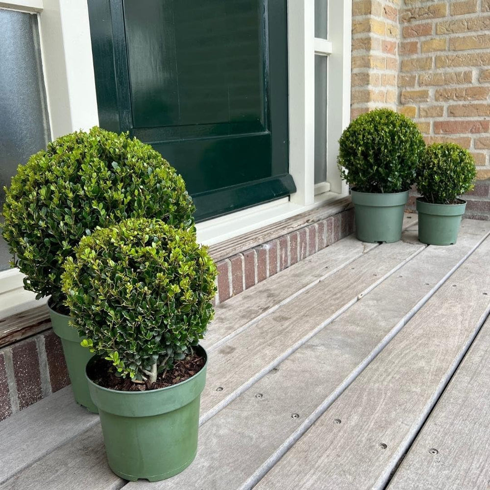 Plants by Frank | Echte Stechpalme Kugel | 1X Ilex Crenata 'Jenny' 20 Cm & 1X Kugel 25 Cm | Set Von 2 Stück | 20-25 Cm Ø Durchmesser | Buchsbaum Ersatz | Gartenpflanzen | Buchsbaum